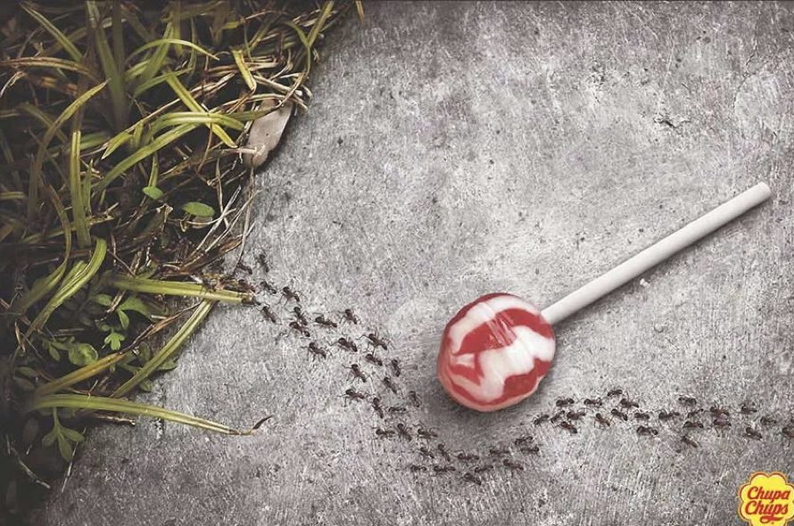 lollipop and ants