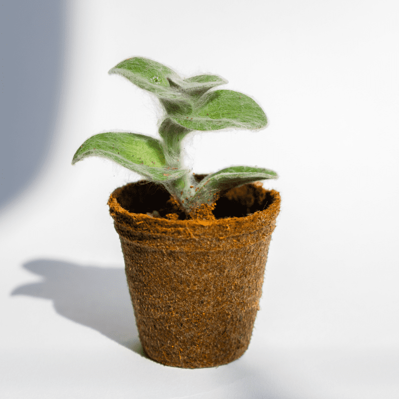 a potted plant against a white background